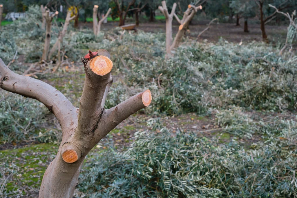 yard waste removal amarillo